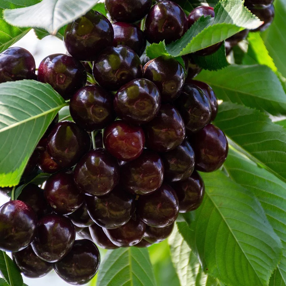 Ароматизатор АРОМАВИЛ Вишня для пищевого производства с ярким вишнёвым вкусом.